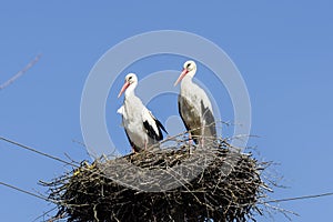 Pair of the white storks in the nest