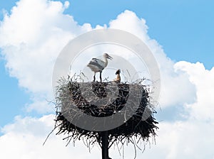 Pair white  storks in the nest .