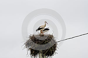 Pair of the white storks in the nest