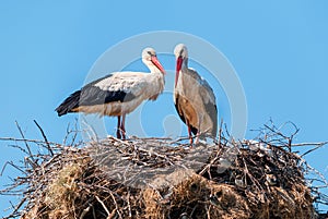 Pair of white storks at the nest