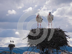 Pair of white storks standing on a huge nest made with large branches placed on top of a post of the train