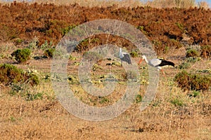 Pair of white storks in the wild. Ciconia ciconia