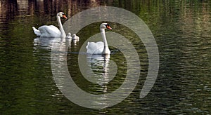 A pair of white swans with chicks swims in a pond