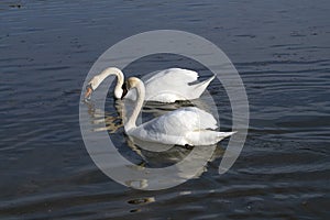 Pair of white swans feeding on the water surface