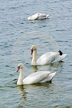 Pair of white swans floating on a huge pond.