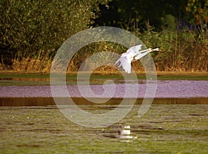 Pair of white swans flying over overgrown pond, cropped by selective focus