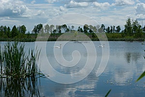 A pair of white swans on the lake