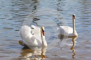 A pair of white swans on a lake