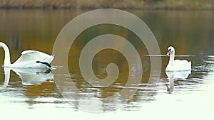 A pair of white swans swim on an autumn lake. Animals, birds and wildlife