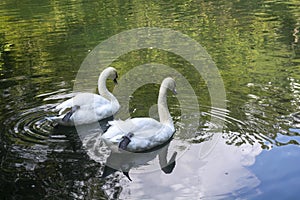 A pair of white swans swim near each other crossing their paws in unison