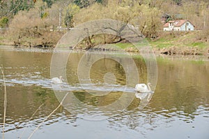 A pair of white swans swimming on the river Berunka in early spring Czech