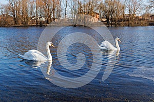 A pair of white swans swimming on the river