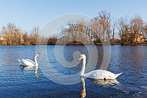 A pair of white swans swimming on the river