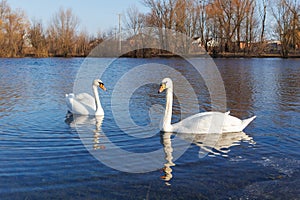 A pair of white swans swimming on the river