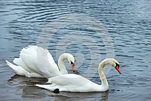 A pair of white swans on the water surface of the river