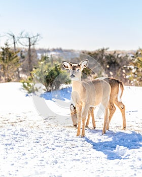 A pair of white tail deer (Odocoileus Virginianus) in a snowy winter scene. Fire Island - Long Island