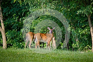 Pair of white tail deer, one looking at camera, standing in grass at edge of wooded area