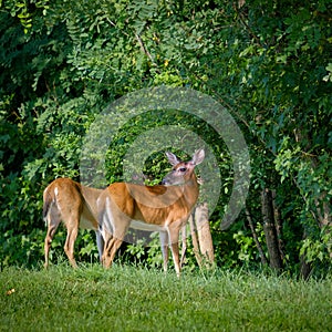 Pair of white tail deer, one looking off into the distance, standing in grass field at edge of forest