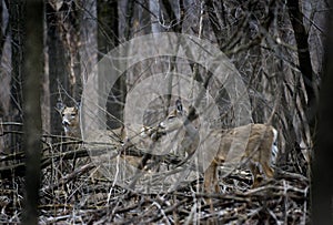 Pair of White-Tailed Deer (Odocoileus virginianus) - Camouflaged photo