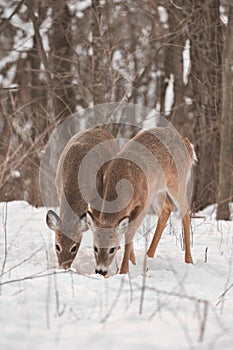 Pair of White-Tailed Deer in Snowy Woods