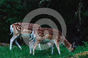 Pair of white-tailed deer stand in a lush green meadow