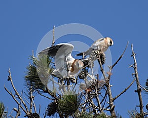 A pair of white-tailed kites in a tree top