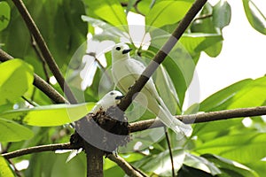 A pair of white terns in the Seychelles