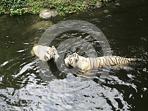 Pair of white tigers swimming