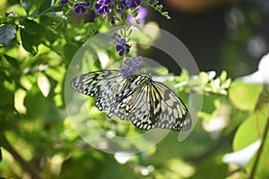 Pair of White Tree Nymph Butterflies in a garden