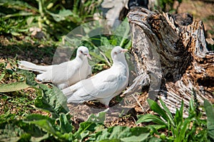 Pair of white turtledove in forest