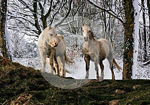 Pair of white welsh mountain ponies with snow laden woodland background