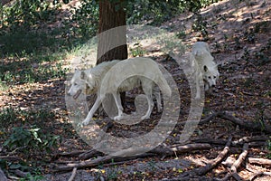 Pair of white wolves Canis lupus arctos walking in forest together