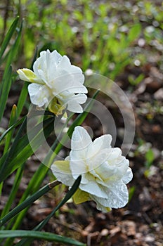 Pair of white and yellow Daffodils covered with raindrops