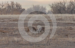 Pair of Whitetail Bucks Fighting in the Rut