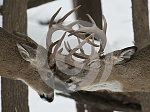 Pair of whitetail Deer