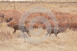 Pair of Whitetail Deer Bucks in the Fall Rut