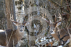 Pair of Whitetail Deer Bucks Pose Together During December Winter