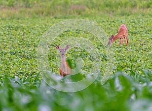 Pair of whitetail deer eating in field