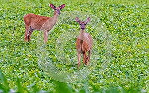 Two whitetail deer standing in farm field