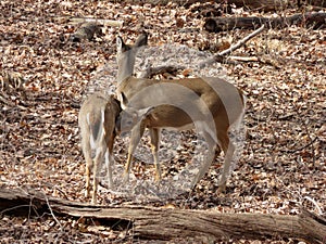 Pair of Whitetail Deer in the Woods