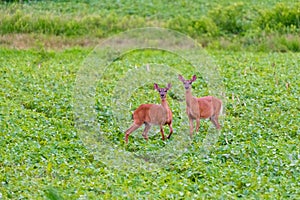 pair of whitetail red in green plants in field