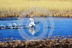 A pair of whooper swans Cygnus cygnus take off in the middle of the lake in early spring.