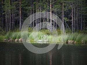 A pair of whooper swans