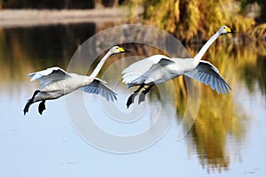 A pair of whoopers Cygnus cygnus calmly take off over the lake.