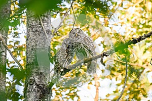 Pair of wild adult barred owls in a woodland tree