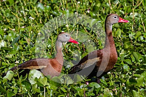 A Pair of Wild Black-bellied Whistling Ducks (Dendrocygna autumnalis) Feeding in the Water Hyacinth. photo