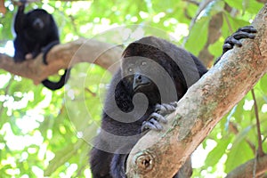 Black Howler Monkeys in Belize photo