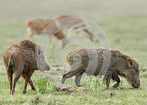 A pair of wild boars in the grassland of Jim Corbett photo