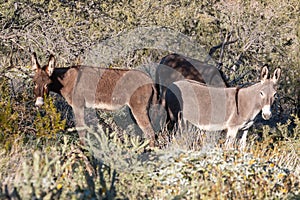 Pair of Wild Burros in the Arizona Desert
