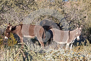 Pair of Wild Burros in the Arizona Desert